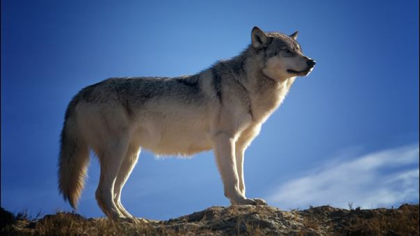 Soñar con lobos persiguiéndote: significado e interpretación