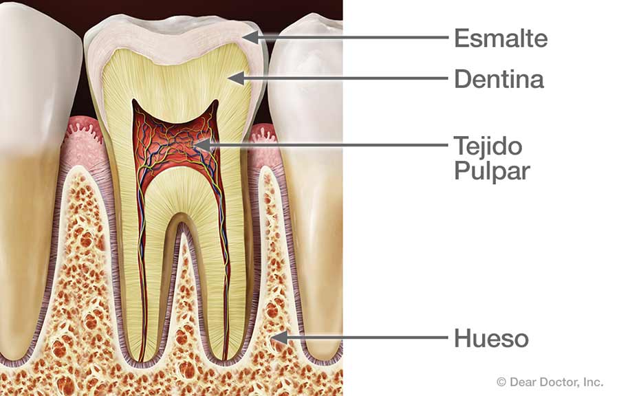 Anatomía dental: ¿Cuántos dientes tiene el ser humano?